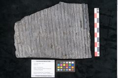 Foto (Objekt + Etikett) von Sigillaria sp.  (NHMW-GEO-2024-0188-11099)